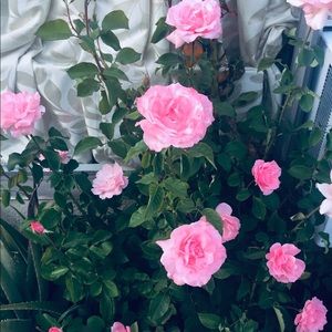 Meet your Posher, Mari